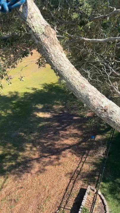 Tree Trimming for A-1 Arbor Tech in Clermont, FL
