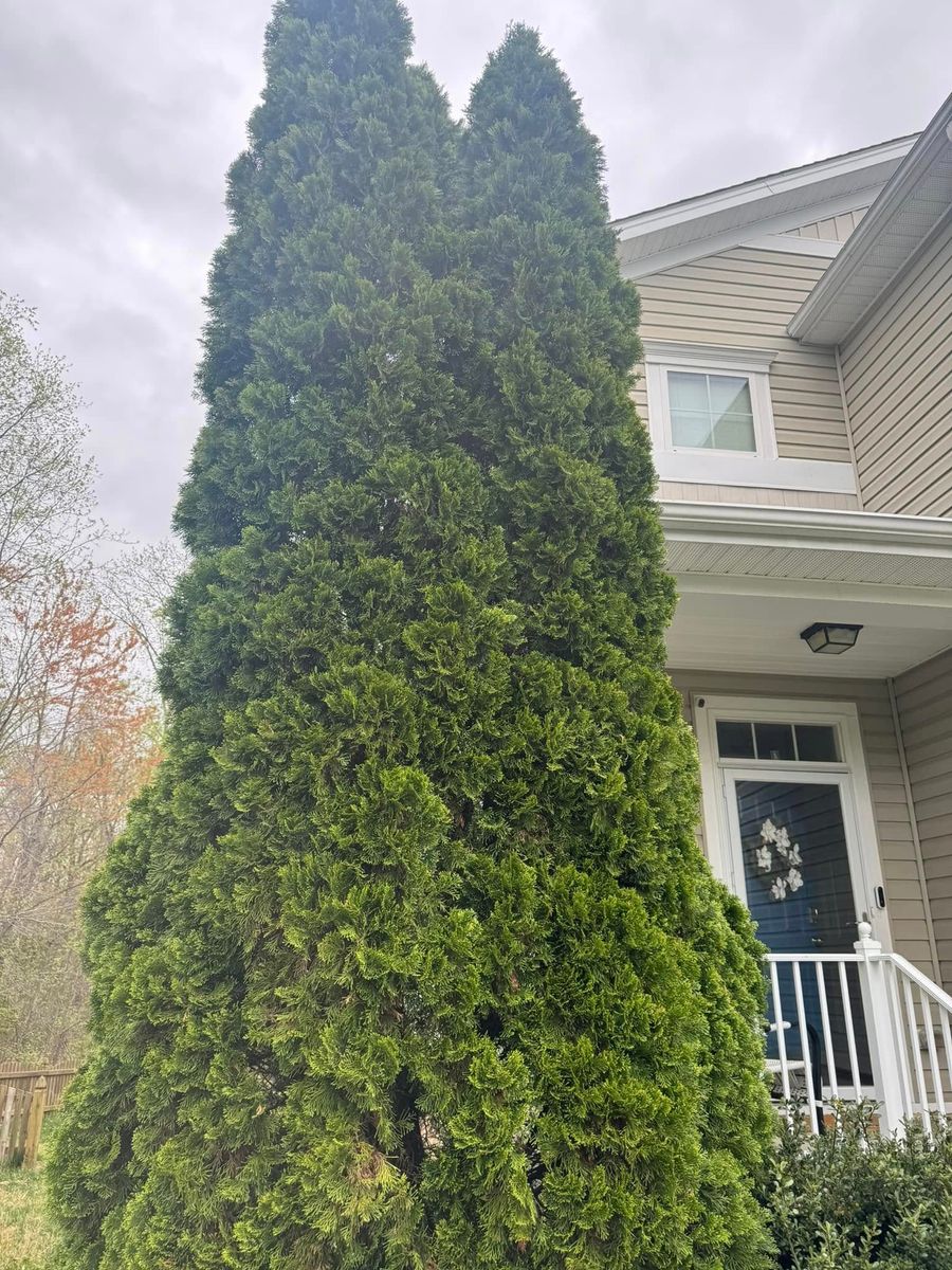 Shrub Trimming for Lawn Popper's, LLC in Richmond, VA