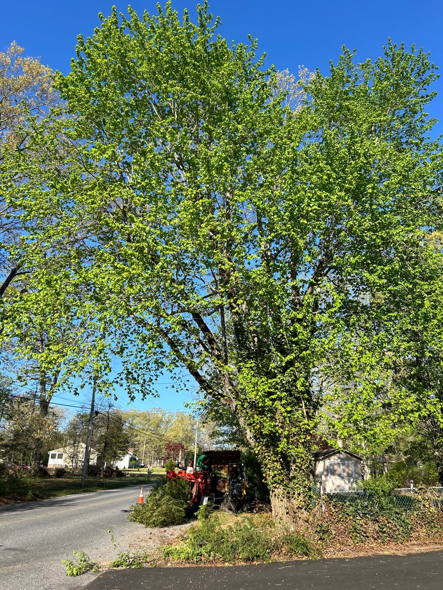 Tree Trimming for Hingewood Tree Service in Salem, NJ
