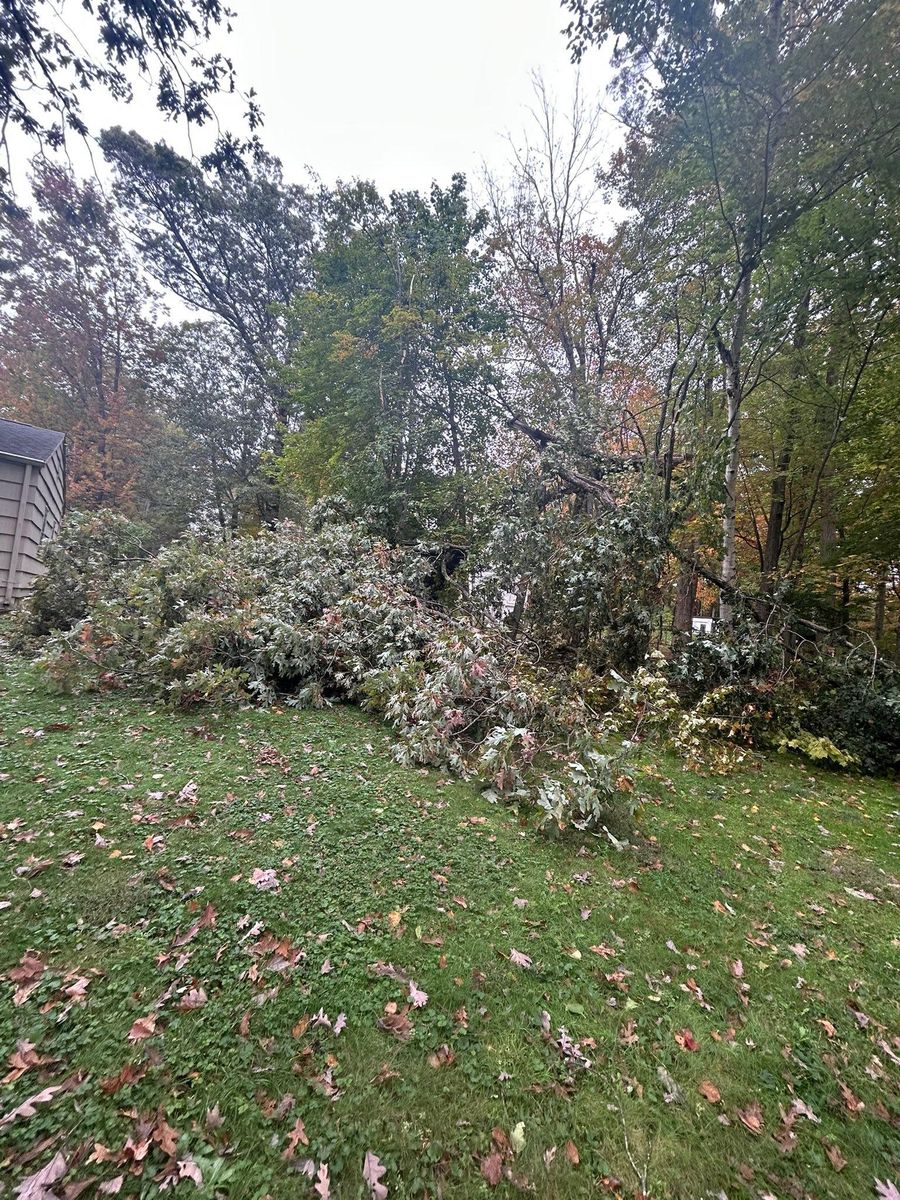 Clean Up for DC TREE in Vernon, CT