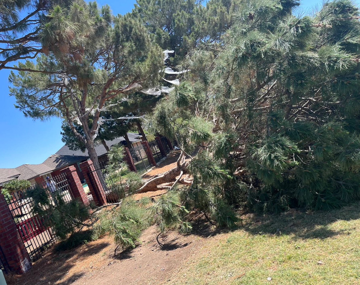 Tree Service for Stone's Tree Services and Landscaping in Midland, TX