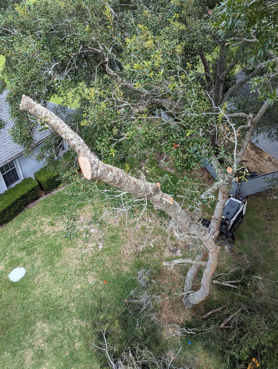 Tree Trimming for Regal Tree Service and Stump Grinding in Wauchula, FL