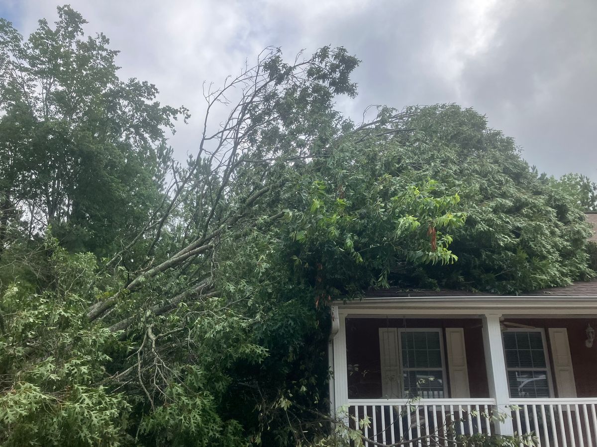 Tree Trimming & Removal for Triple P Excavation in Atlanta, GA