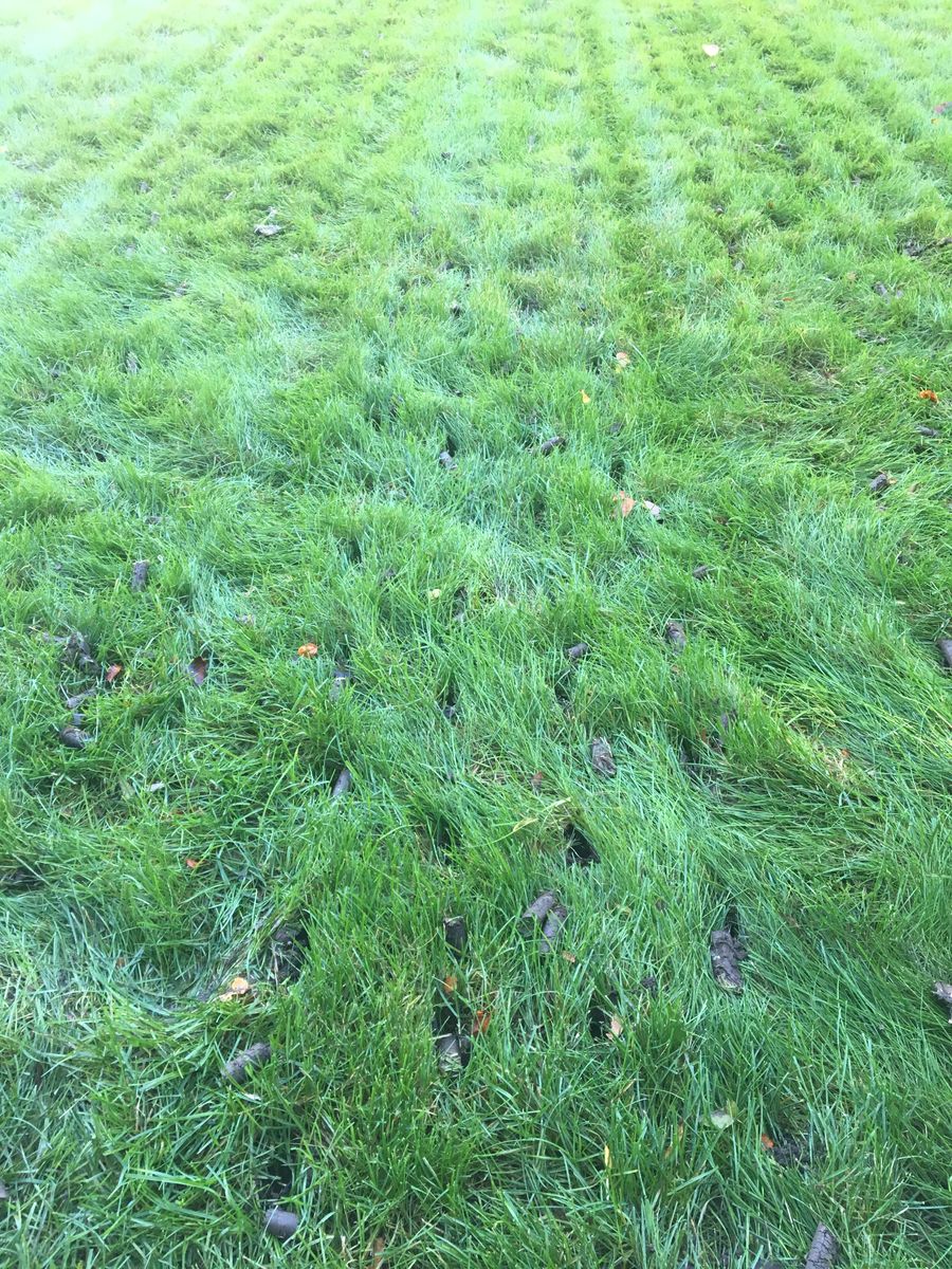 Lawn Care for Paradise Lawnscapes in West Bend, WI