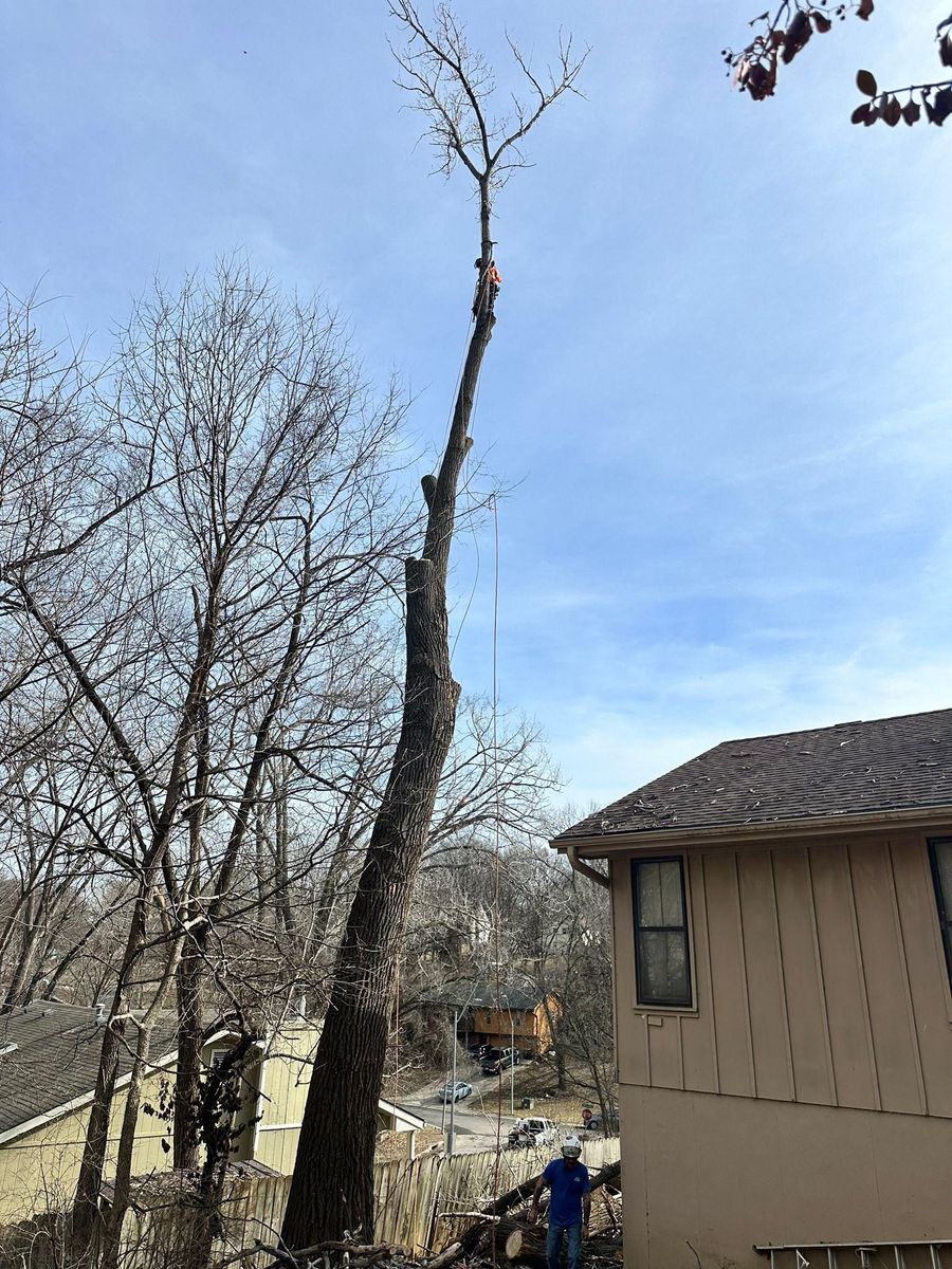 Tree Removal for Cross Family Tree Service in Kearney, MO