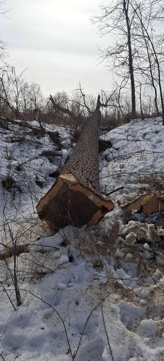 Timber Management for God's Country Timber Management in Hillsdale, MI