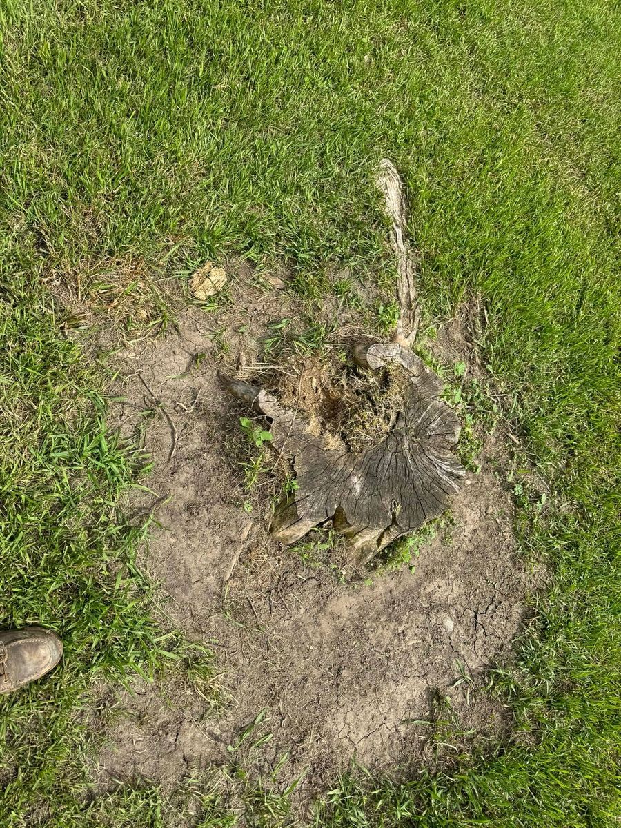 Stump Removal for RTK Co. Land Management in Raymond, MN