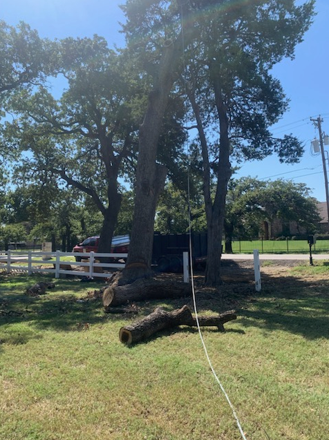 Tree Removal & Trimming for Teague Trees & Landscaping in Rendon, TX