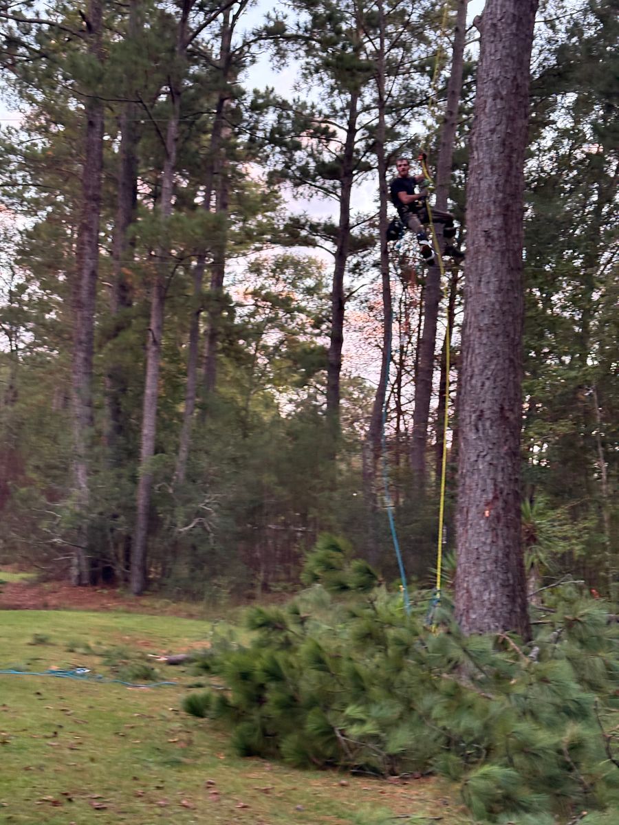 Tree Removal for Hawkins Tree Service & Land Management in Richmond Hill, GA