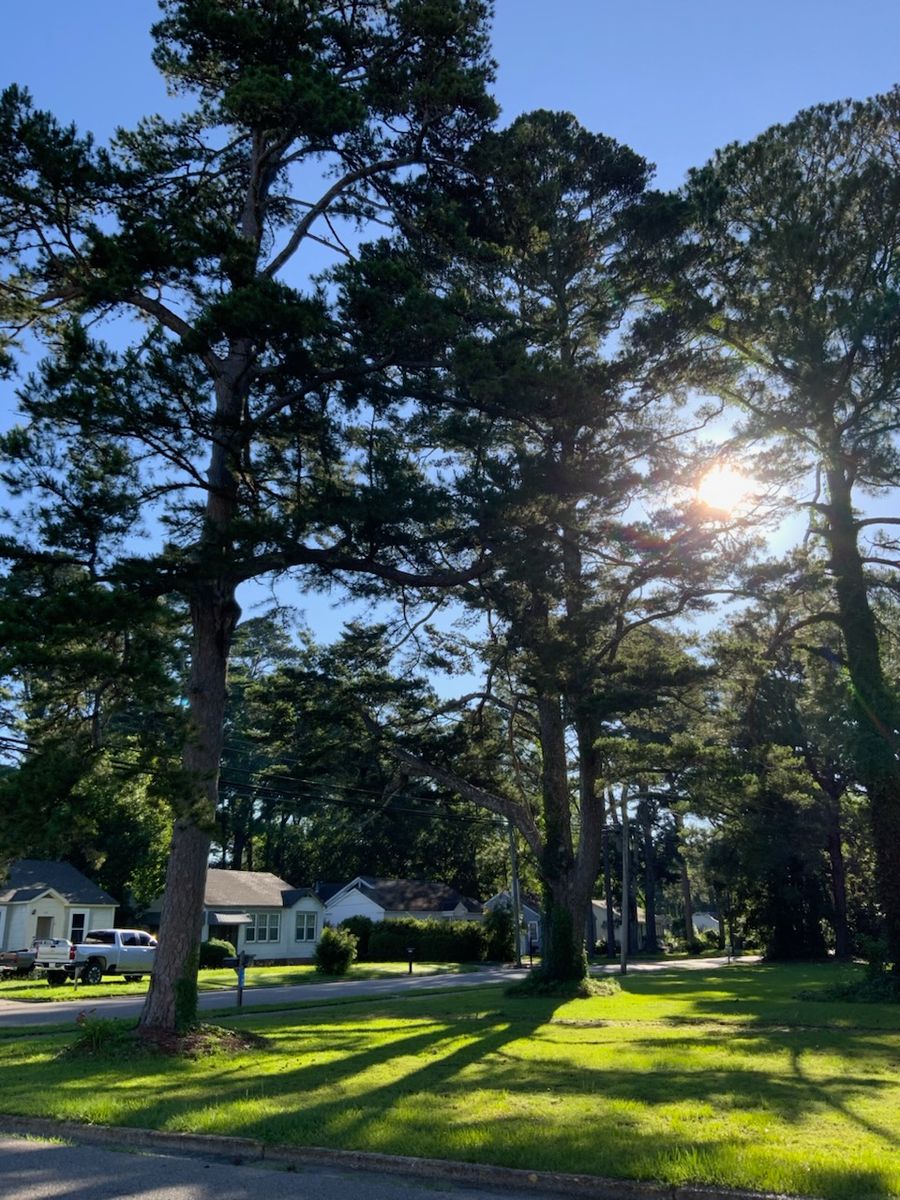 Tree Services for Broadway & McMullen Construction in Hattiesburg, MS