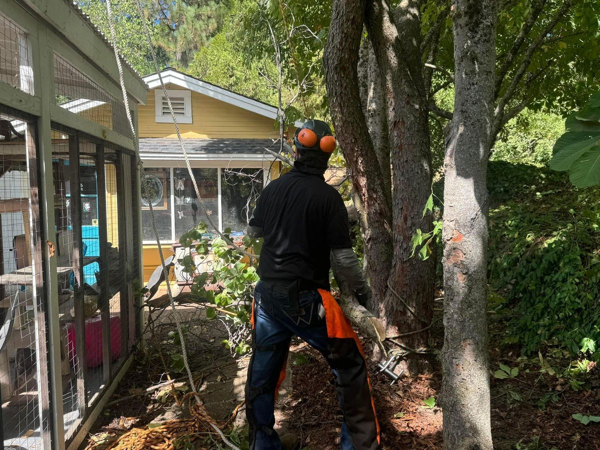 Property Beautification for The Tree Fairy in Temecula, CA