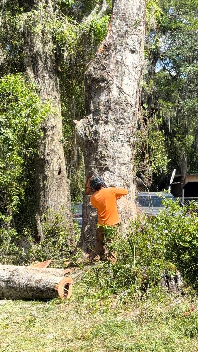 Tree Removal for All Around Guys Tree Service in Ocala, FL