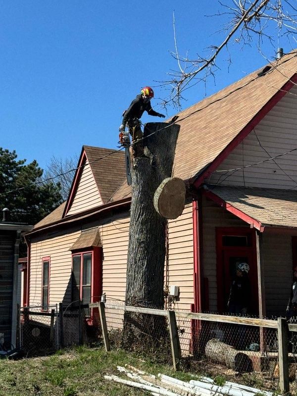Tree Removal for Williams Tree Service LLC in Indianapolis, IN