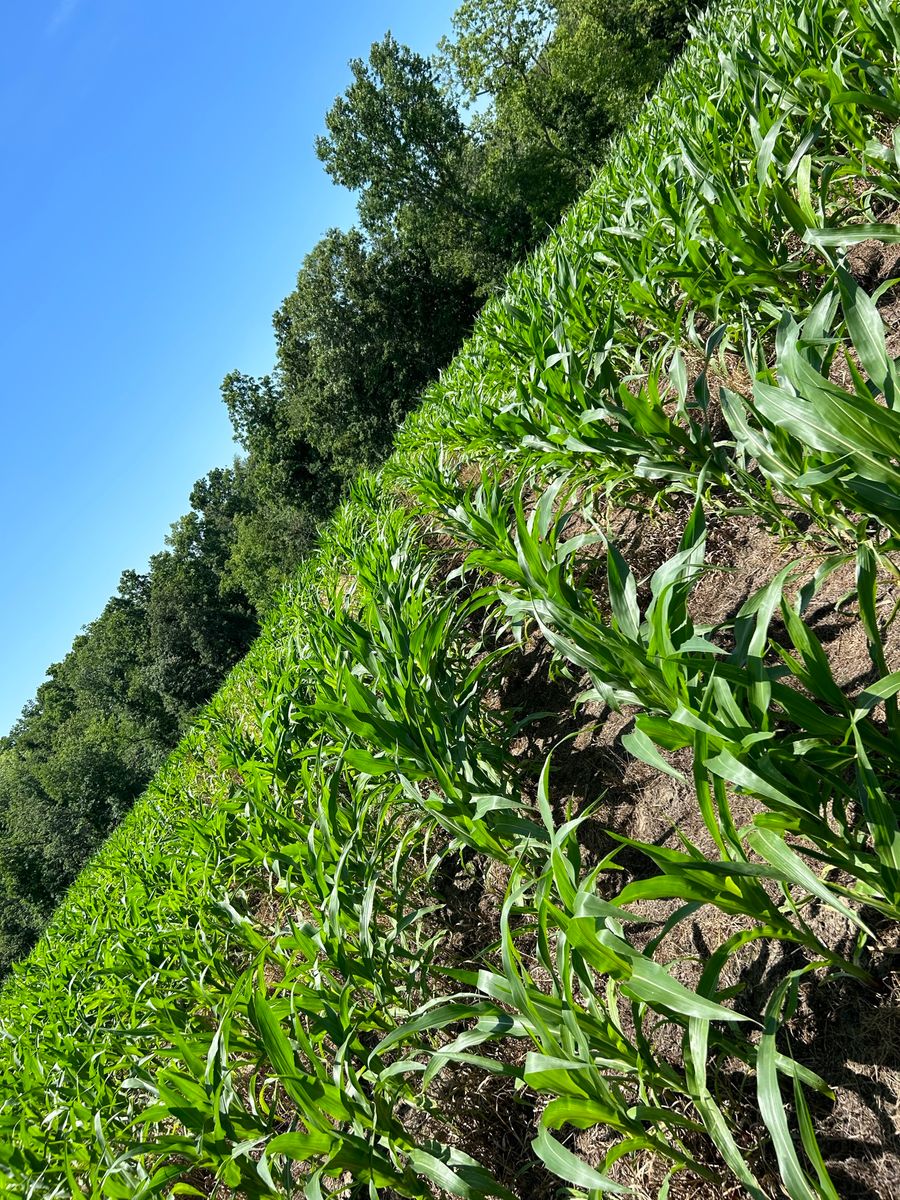 Food Plot Maintenance for Two Young Bucks in Leon, IA