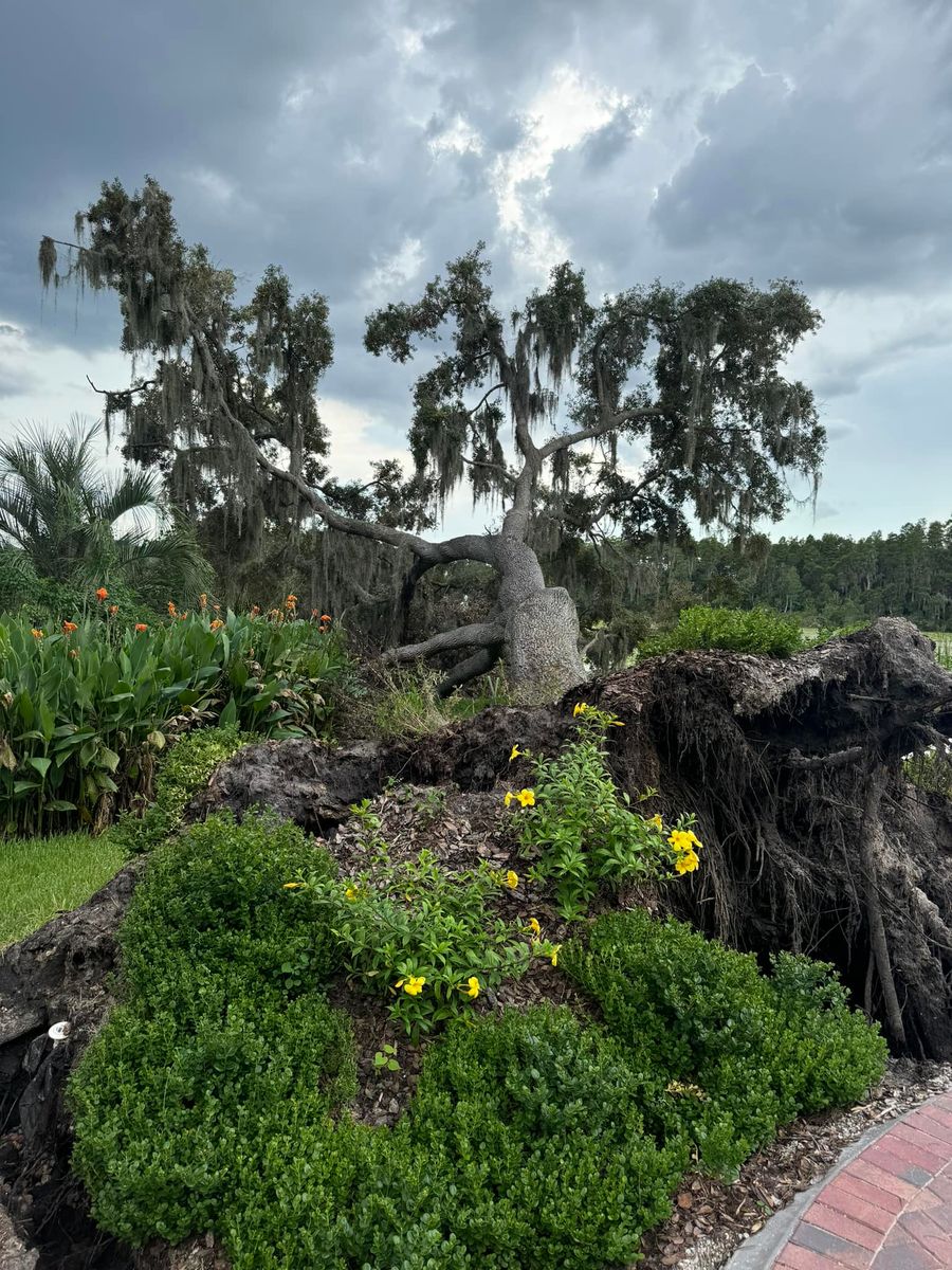 Stump Removal for Ryker's Tree Service in Dunedin, FL