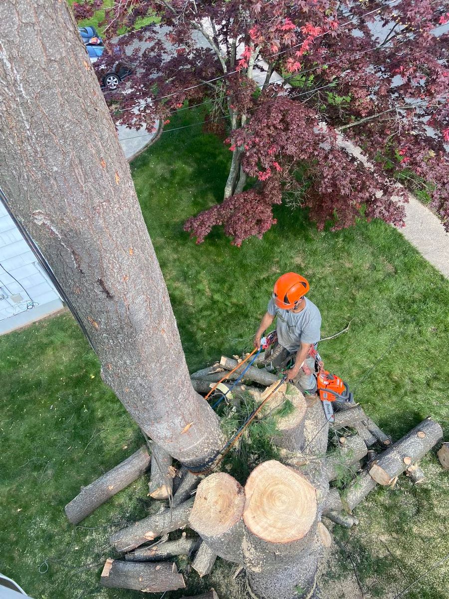 Tree Removal for Dextre Tree Service in West Hartford, CT