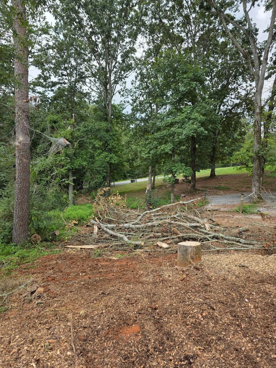Tree Trimming & Removal for Bobcat Bob in Clermont, GA
