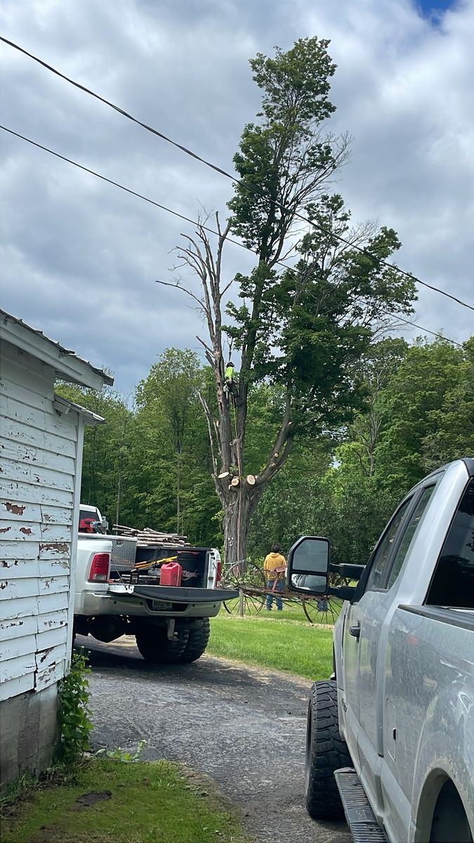 Tree Removal for Sterlings Tree Removal in Cobleskill, New York