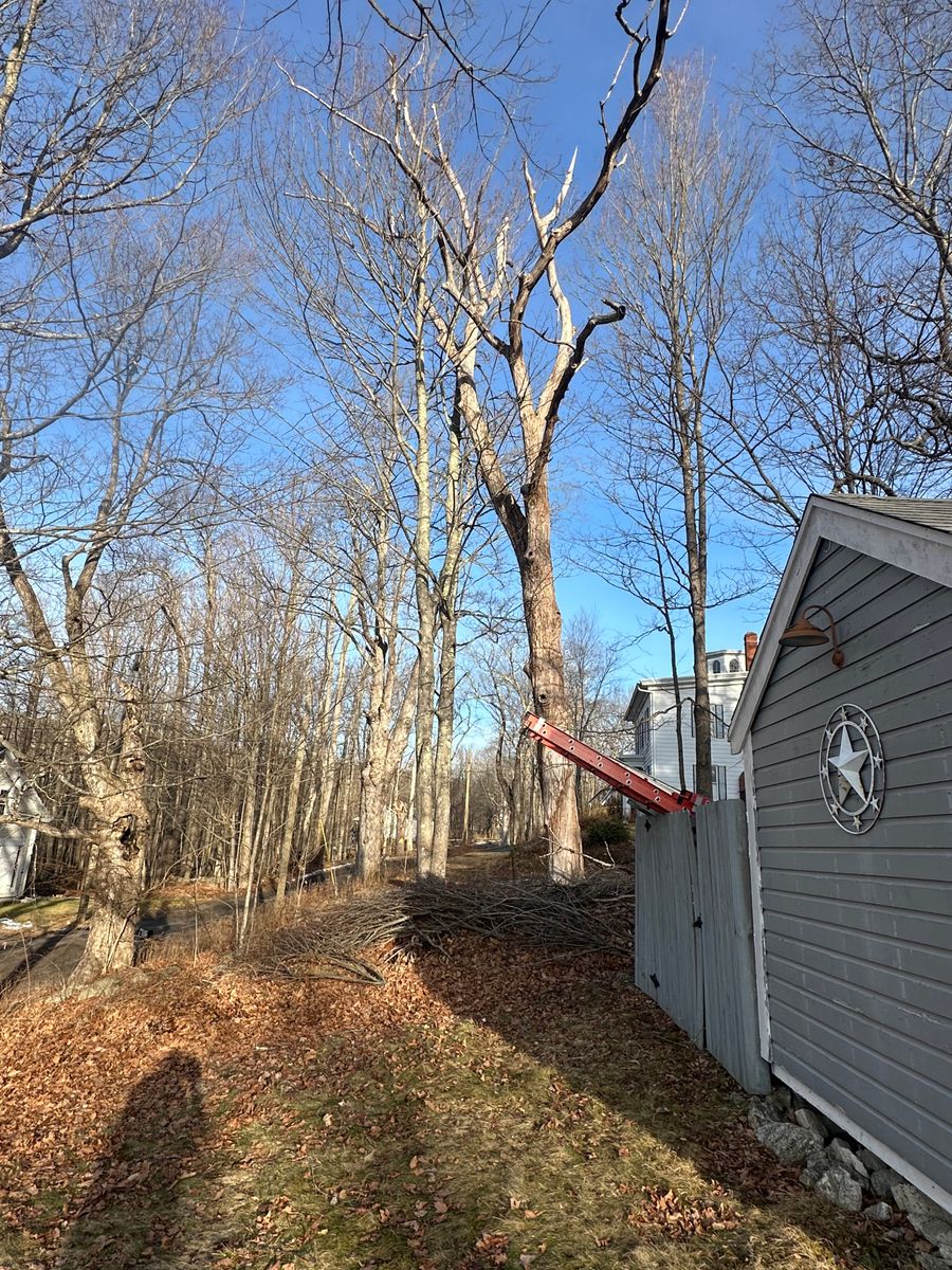 Tree Removal for Leaf and Limb in Townsend, MA
