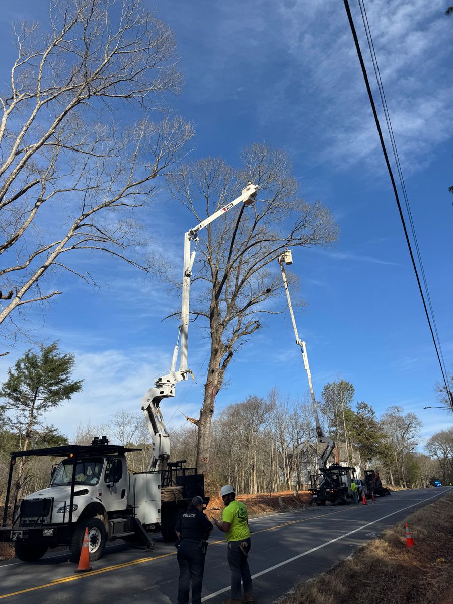 Tree Removal for Lakeside Tree Experts LLC in Hartwell, GA