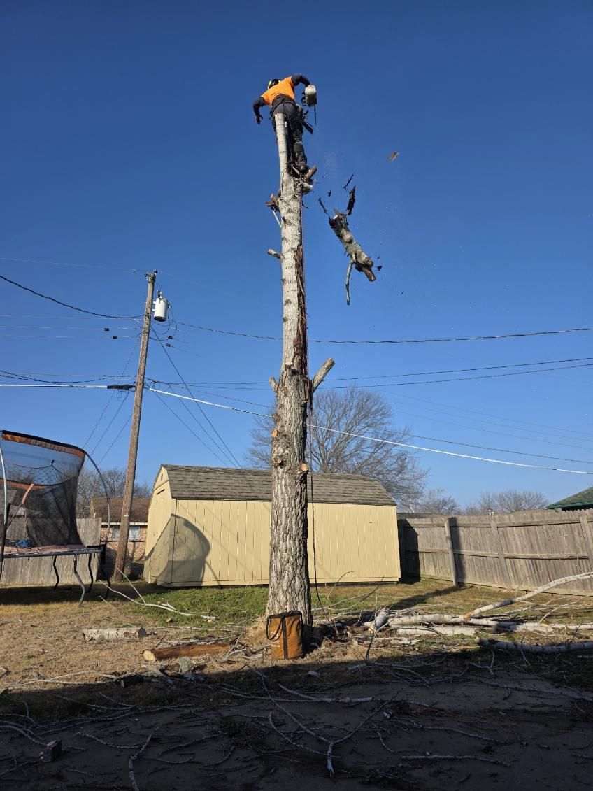 Tree Removal for Oklahoma Tree Guy in Bartlesville, OK