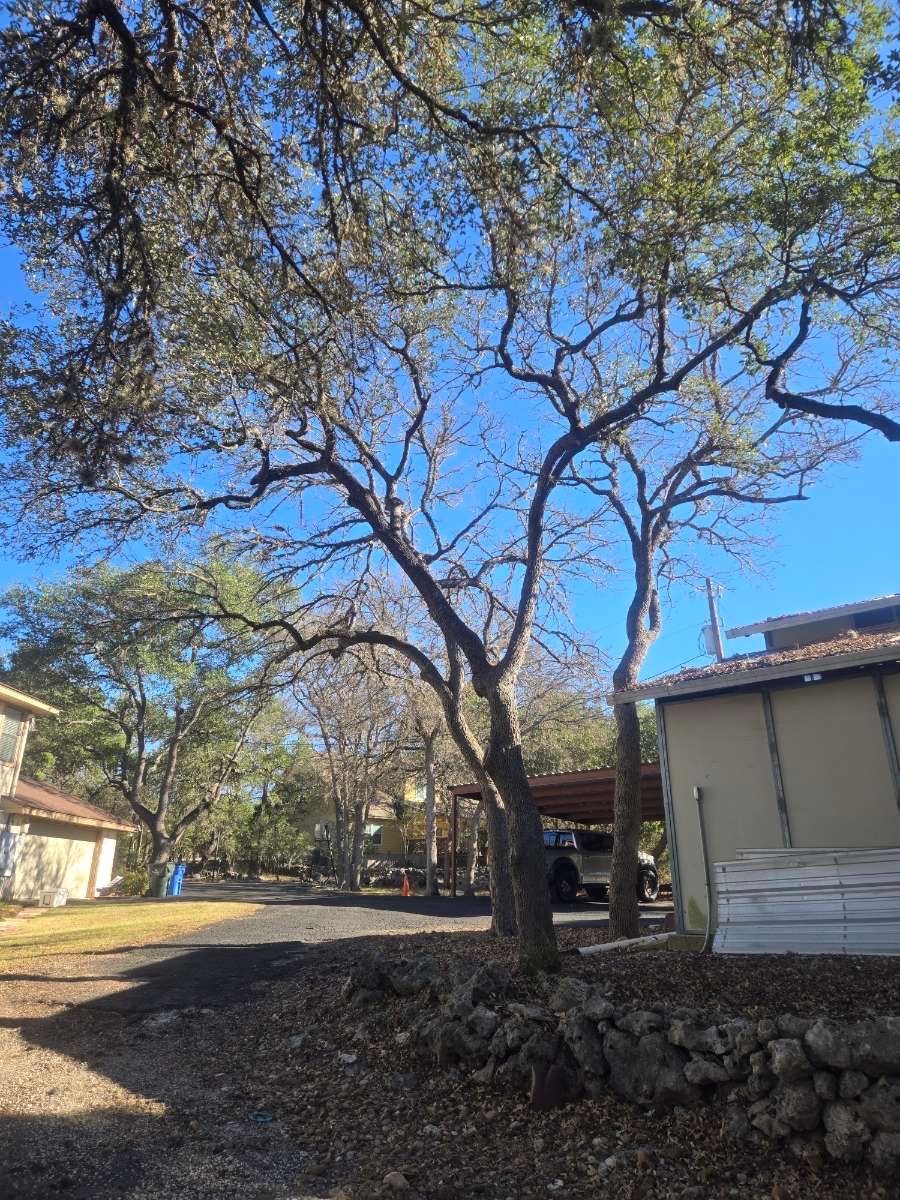 Tree trimming for Good and Green Landscaping in Canyon Lake, TX