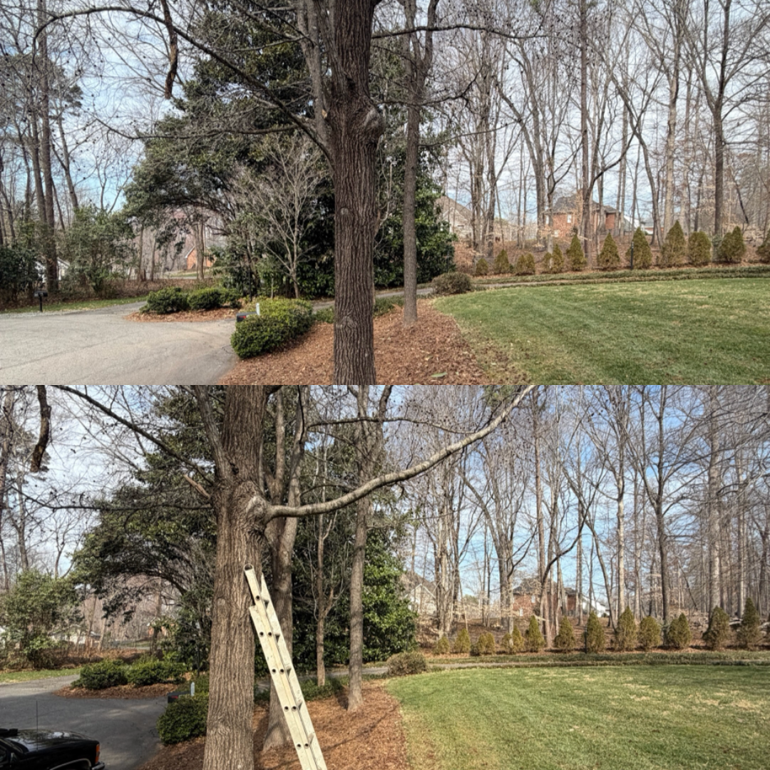 Mulching and pine needling for Holloway Yard Company in Greensboro, NC