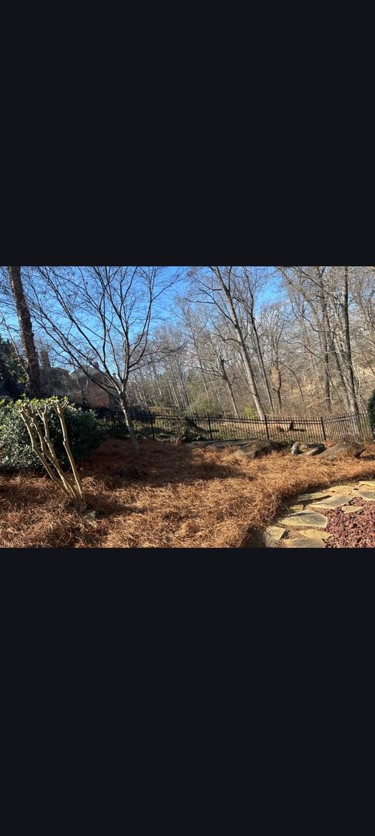 Pinestraw for BAM Another Pinestraw Lot in Flowery Branch, GA