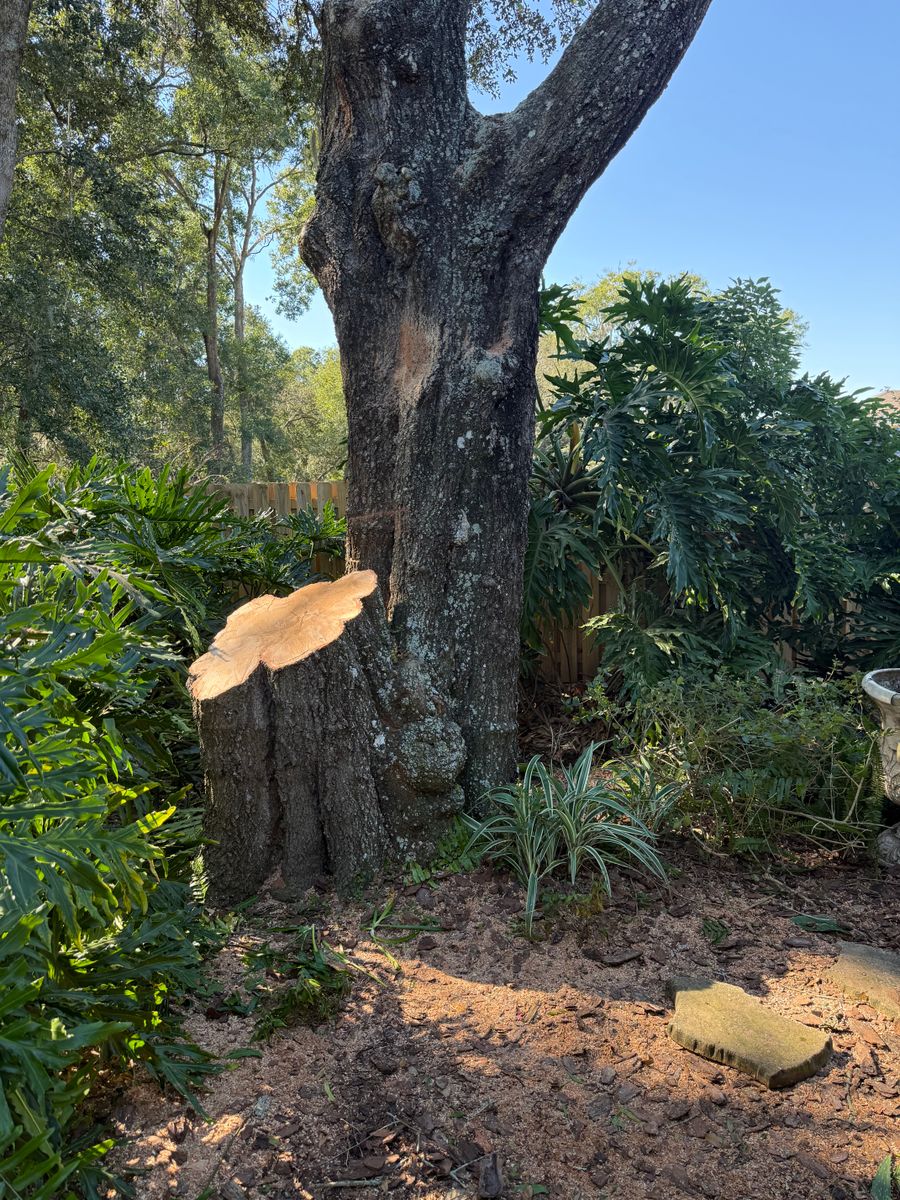 Land Clearing for Amerigrown Tree And Lawn in Apopka, FL
