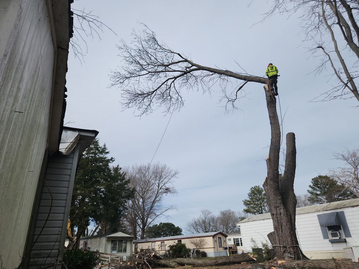 Tree Removal for Tidewater Tree Service in Chesapeake, VA