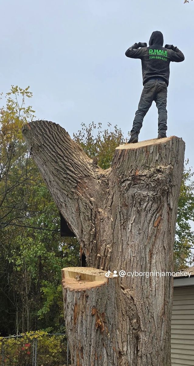 Tree Removal for D Hale Tree Service in Dexter, MI
