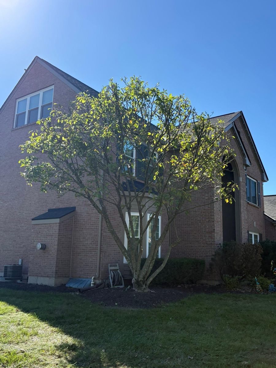 Tree Trimming for Dig-It Tree Company in Mason, OH