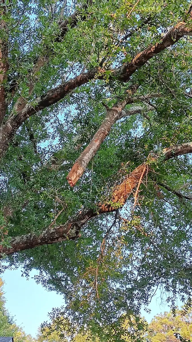 Tree Services for Southern Venom Services in Daphne, AL