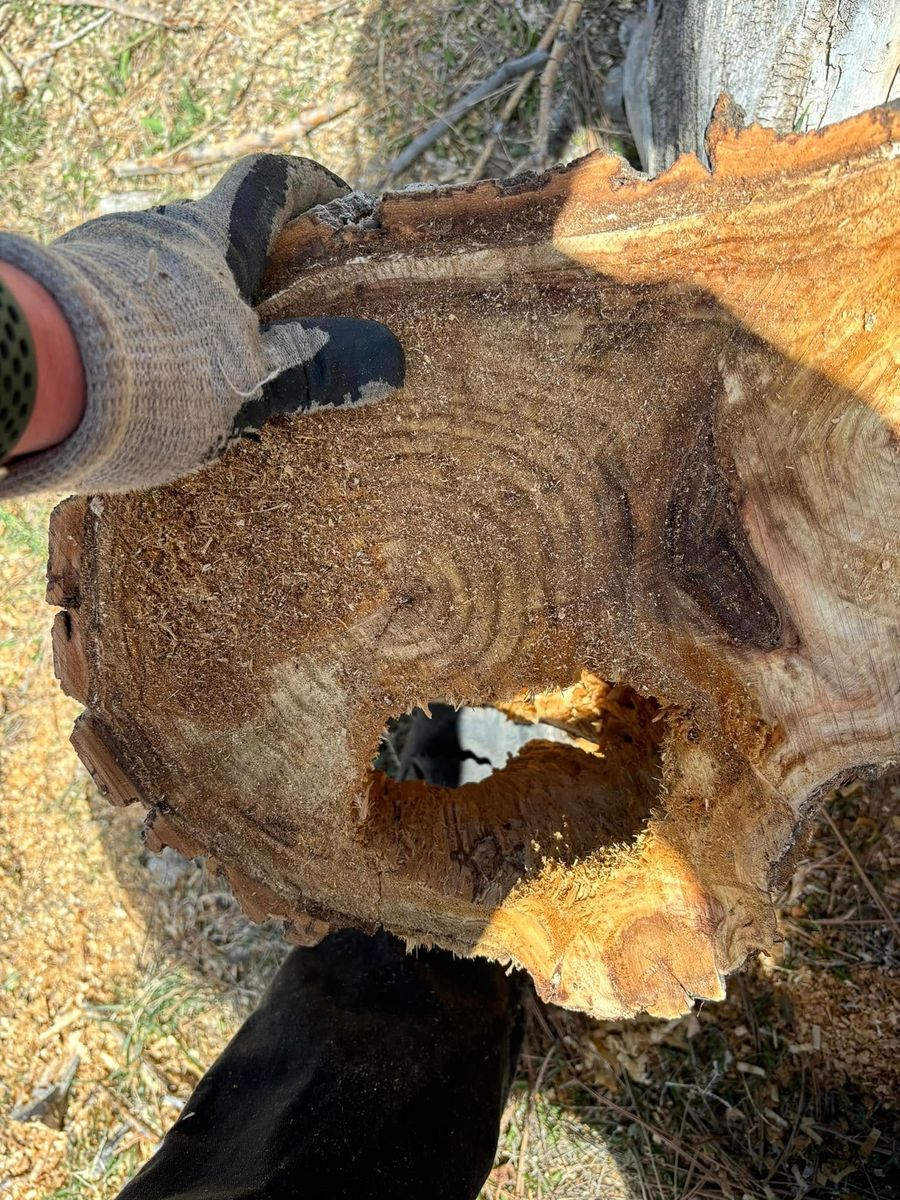 Stump Grinding  for Graham’s Tree Services in Pierce, CO