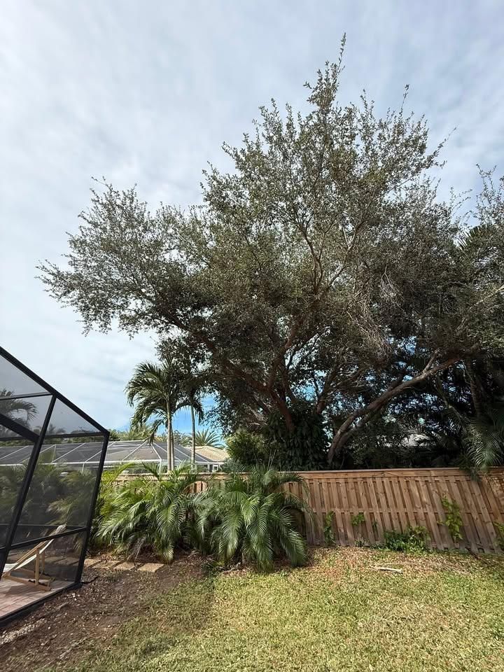 Palm Pruning for Damian’s Tree Care in Sarasota, FL