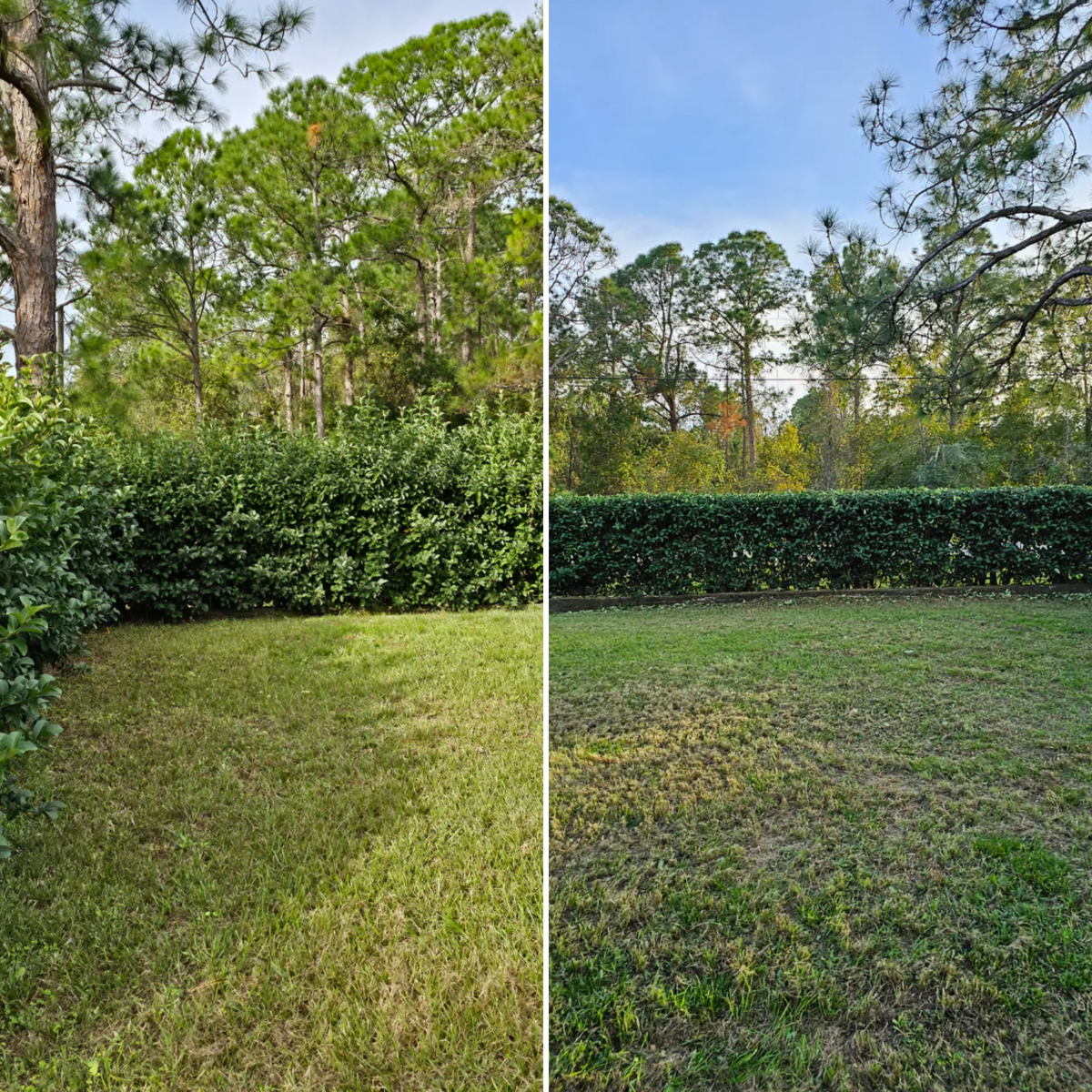 Tree and Hedge Care for Above the Lawn Cuts and Pressure Washing in Sebring, FL