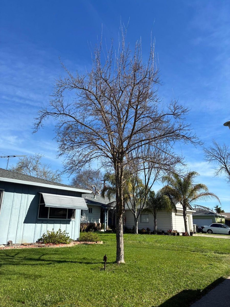 Tree Trimming for Sammy's Tree Services in Sacramento, CA