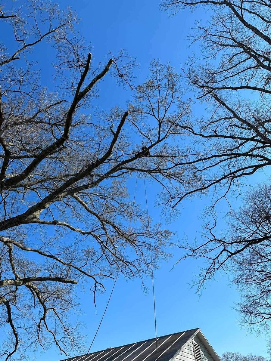 Tree Trimming for Branch Out Tree Care LLC in Fredericksburg, VA