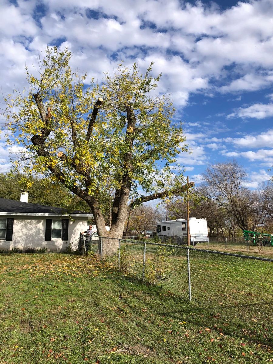 Fall Clean Up for Piña’s Lawncare in Limestone County, TX