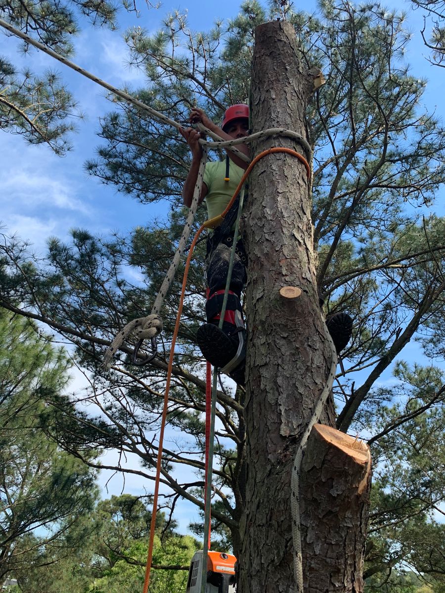 Tree Removal for James River Tree Service in Suffolk, VA