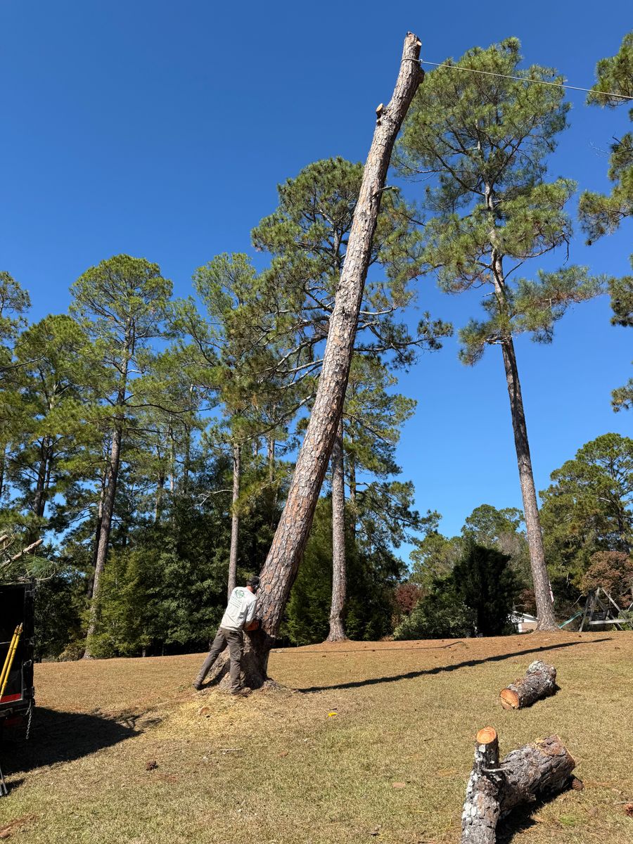 Tree Trimming for T N L - Tree and Land Service in Reynolds, GA