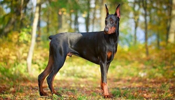 Licking for Good Boys LLC in Irondequoit, NY