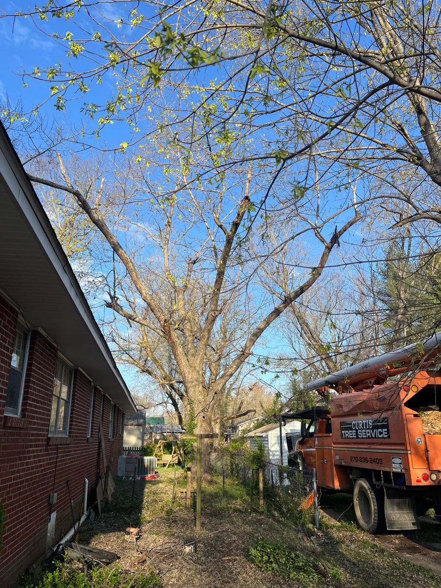 Tree Trimming for Curtis Tree Service LLC in Hopkins County, KY