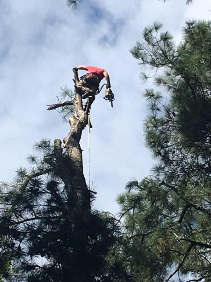 Tree Trimming for Leonard’s Tree Service in Toano, VA