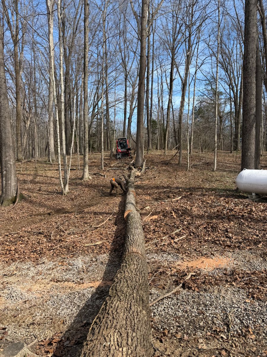 Tree Removal for Kadin’s Tree Service in North Vernon, IN