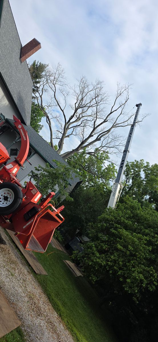 Tree Removal for Advanced Tree Solutions in Rockville, IN