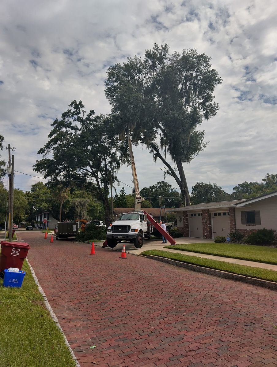 Skid Steer for Bills Tree Service in Valrico, FL