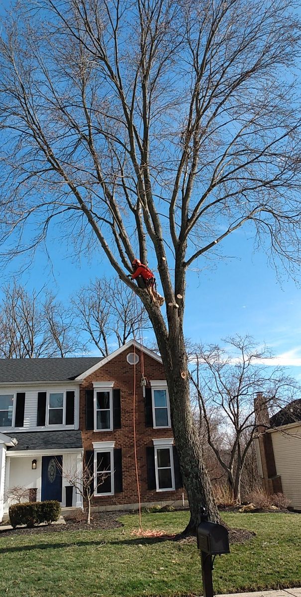 Tree Trimming for Kingdom Tree Trimming and Removal LLC in Covington, KY