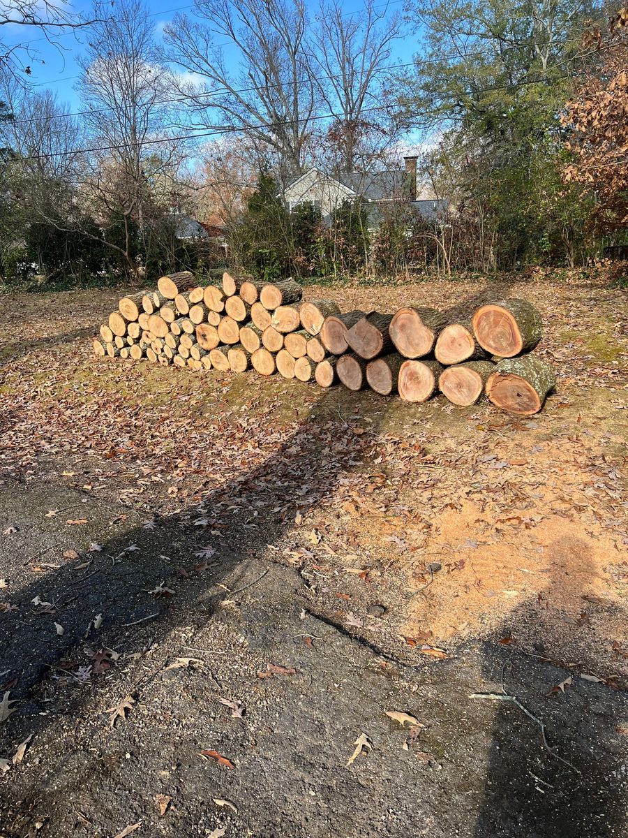 Tree Removal for Settle Tree Services in Knoxville, TN