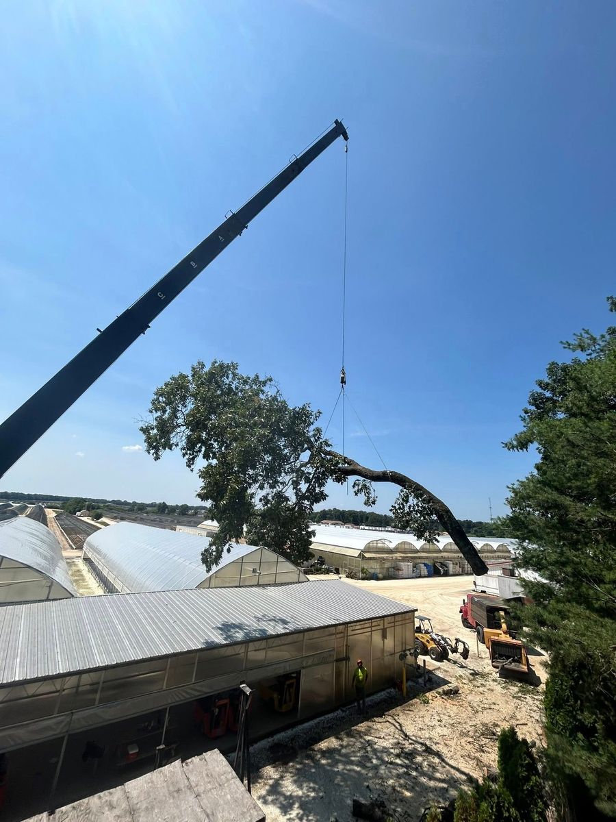 Tree Trimming for Hingewood Tree Service in Salem, NJ